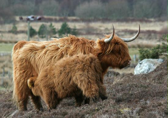 Highland Cattle